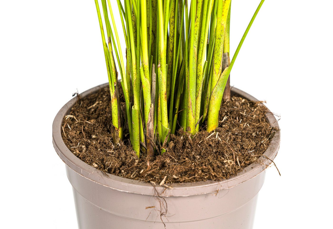 Exotenherz Zimmerpflanze Goldfruchtpalme - Dypsis lutescens - Areca - Solitärpflanze Bild 5