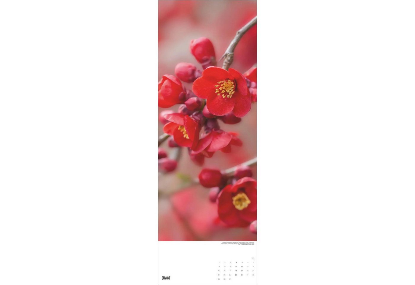 Wandkalender Gärten 2027 Bild 4
