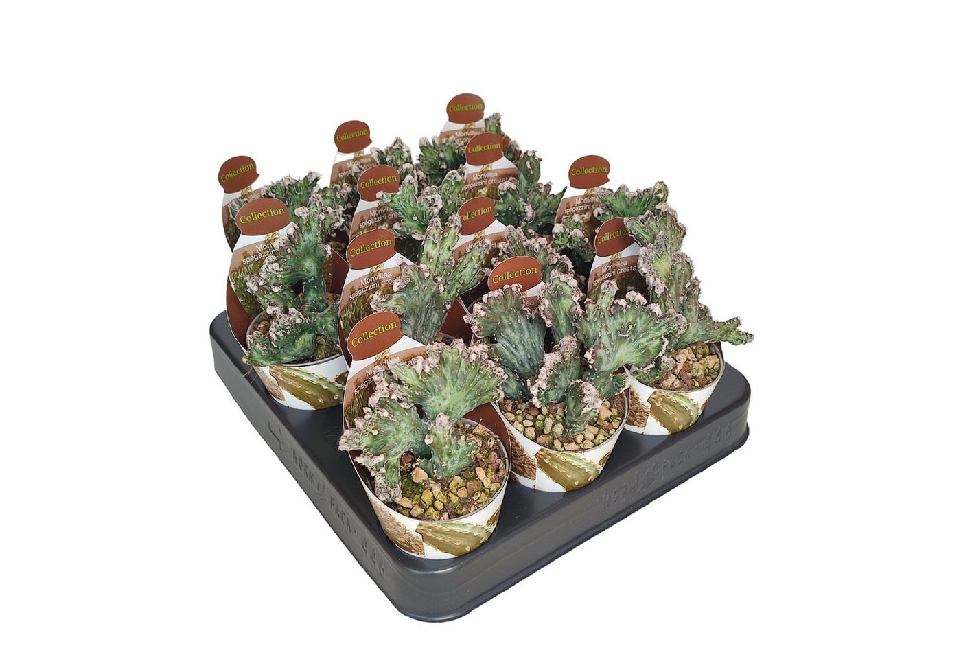Exotenherz Kaktus Monvillea spegazzini monstr. christat Rarität 6,5cm Topf
