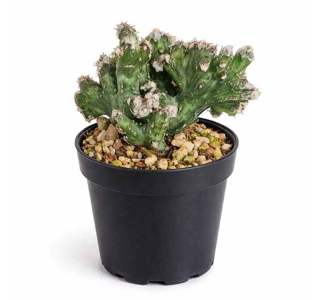 Exotenherz Kaktus Monvillea spegazzini monstr. christat Rarität 6,5cm Topf Bild 3