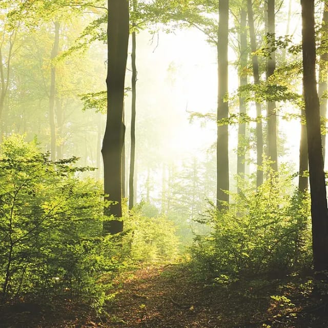 marburg Vliestapete »Smart Art Easy«, Wald, grün - gruen