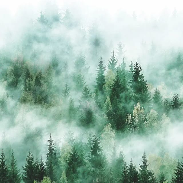 marburg Vliestapete »Smart Art Easy«, Wald, Nebel, grün - gruen
