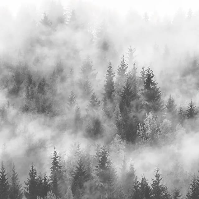 marburg Vliestapete »Smart Art Easy«, Wald, Nebel, grau