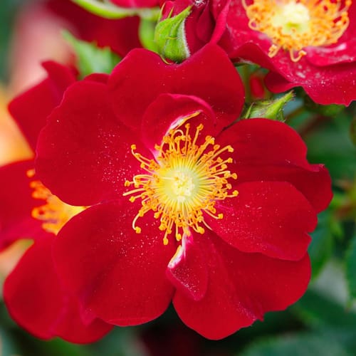 ROSEN TANTAU Kleinstrauchrose Rosa hybride »Bienenweide«