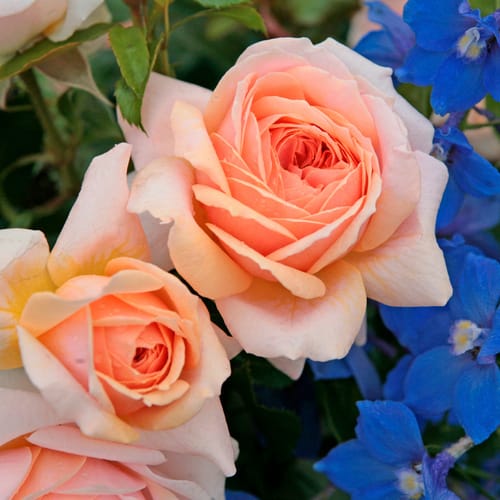 KORDES ROSEN Beetrose, Rosa »Garden of Roses®«, Blüte: rosa, gefüllt