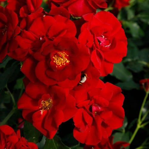 KORDES ROSEN Rose »Marondo« - bunt