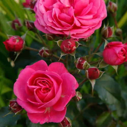 KORDES ROSEN Beetrose, Rosa »Moin Moin®«, Blüte: rosa, gefüllt