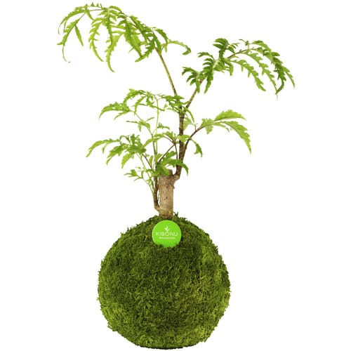 Kibonu Kibonu Fiederaralie, Polyscias fruticosa »Polyscias Fruticosa« - gruen