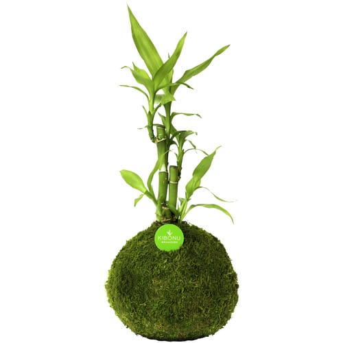 Kibonu Kibonu Glücksbambus, Lucky bamboo »Lucky Bmboo« - gruen