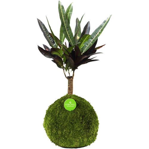Kibonu Kibonu Wunderstrauch, Codiaeum batic »Codiaeum Batic« - gelb