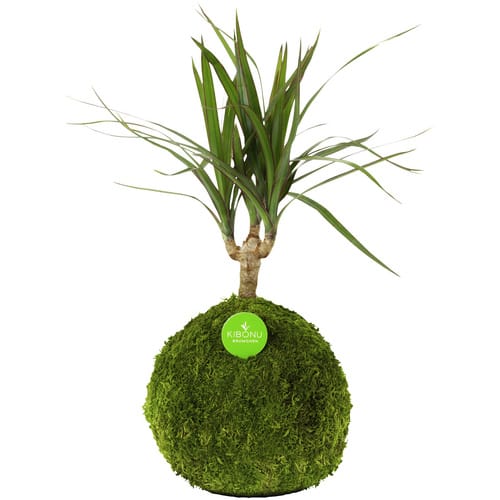 Kibonu Kibonu Drachenbaum, Dracaena marginata »Dracaena Marginata« - gruen