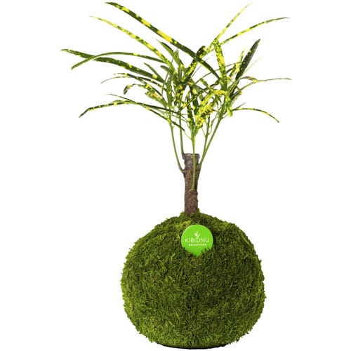 Kibonu Kibonu Wunderstrauch, Codiaem Sunny »Codiaeum Sunny« - gelb
