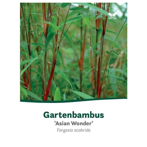 Bambus murielae Fargesia »Asian Wonder« - gruen