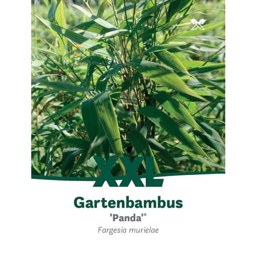 Bambus murielae Fargesia »Panda« - gruen
