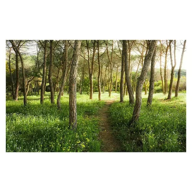 KOMAR Vliestapete »Blütenzauberwald«, Breite 450 cm, seidenmatt - bunt