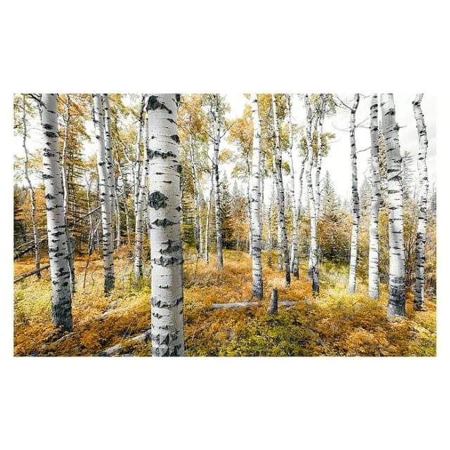 KOMAR Vliestapete »Colorful Aspenwoods«, Breite 450 cm, seidenmatt - bunt