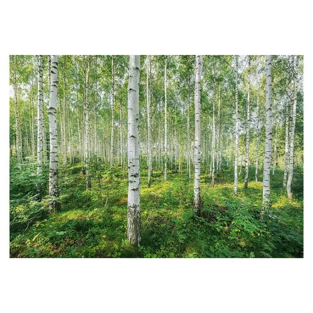 KOMAR Papiertapete »Sunny Day«, Breite: 368 cm, inkl. Kleister - bunt