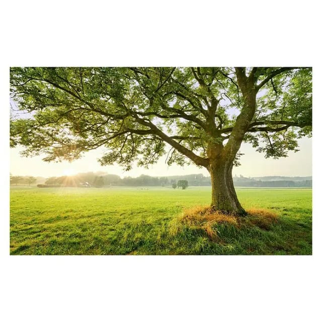 KOMAR Vliestapete »The Magic Tree«, Breite 450 cm, seidenmatt - bunt
