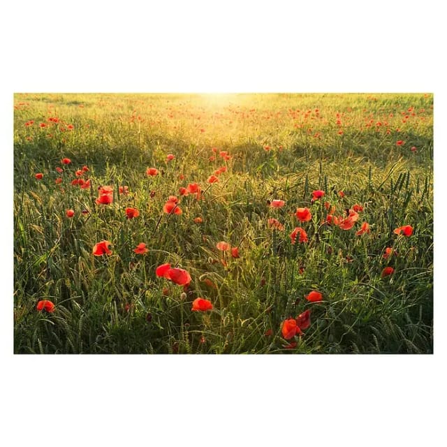 KOMAR Vliestapete »Poppy World«, Breite 450 cm, seidenmatt - bunt