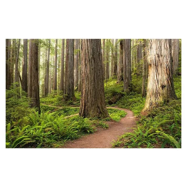 KOMAR Vliestapete »Redwood Trail«, Breite 450 cm, seidenmatt - bunt