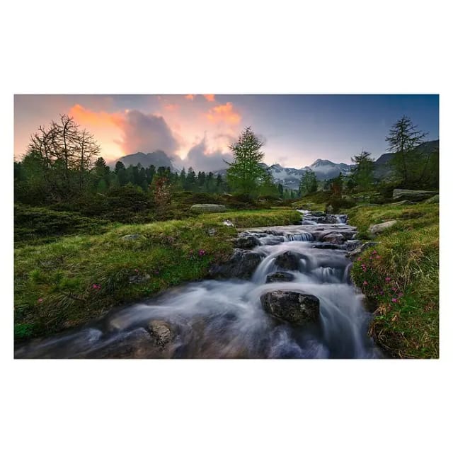 KOMAR Vliestapete »Wild Paradise«, Breite 450 cm, seidenmatt - bunt