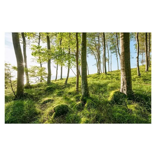KOMAR Vliestapete »Buchenspektakel«, Breite 450 cm, seidenmatt - bunt