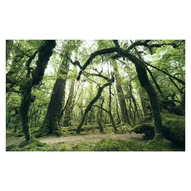 KOMAR Vliestapete »Ancient Green «, Breite 450 cm, seidenmatt - bunt