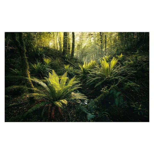 KOMAR Vliestapete »Fjordland Woods «, Breite 450 cm, seidenmatt - bunt