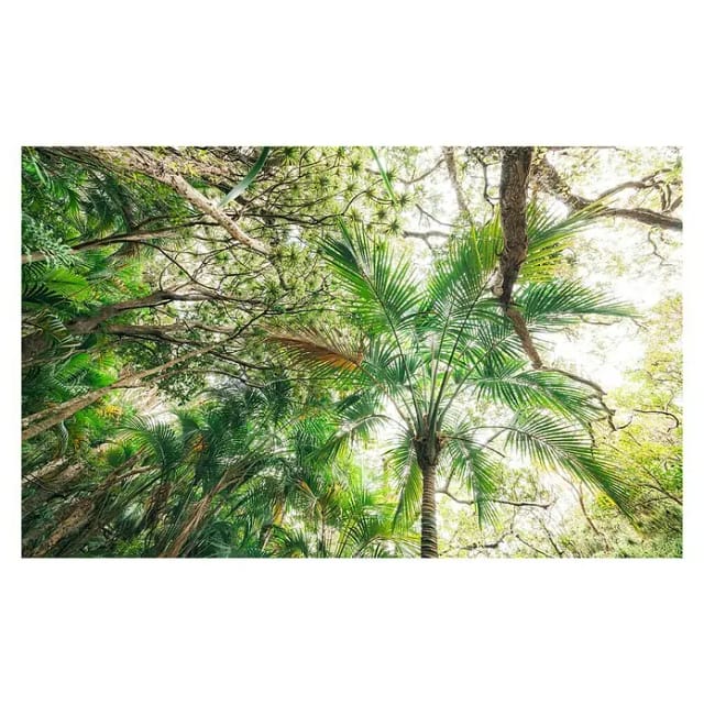 KOMAR Vliestapete »Touch the Jungle «, Breite 450 cm, seidenmatt - bunt