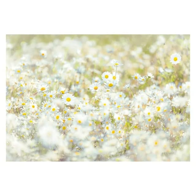 KOMAR Papiertapete »Daisies«, Breite: 368 cm, inkl. Kleister - bunt