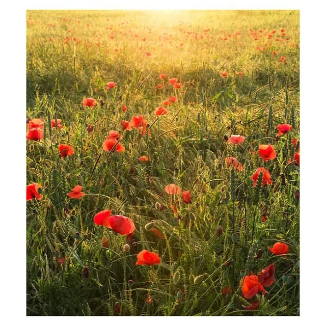 KOMAR Vliestapete »Poppy World«, Breite 250 cm, seidenmatt - bunt