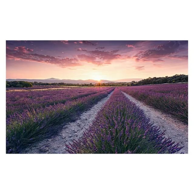 KOMAR Vliestapete »Lavender Dream«, Breite 450 cm, seidenmatt - bunt