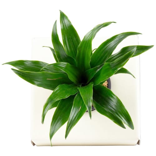 Flowerbox Drachenbaum, Dracaena »Janet Craig«, BxL: 5 x 15 cm - weiss