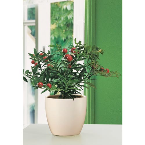 SCHEURICH Übertopf, Breite: 19 cm, creme, Keramik - beige