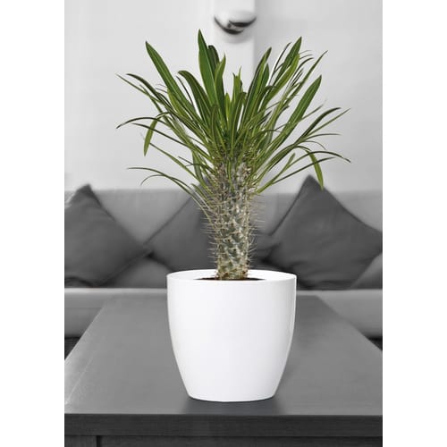 SCHEURICH Übertopf, Breite: 28 cm, weiß, Keramik - weiss