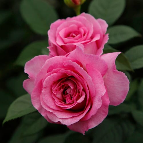 KORDES ROSEN Beetrose, Rosa »Fräulein Maria«, Blüte: rosa/pink, gut gefüllt
