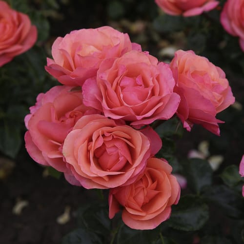 KORDES ROSEN Beetrose, Rosa »‘Coral‘ Lions Rose®«, Blüte: apricot, gut gefüllt - orange
