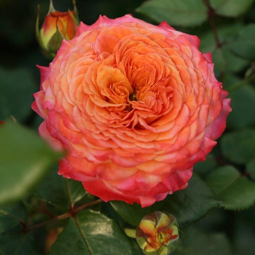 KORDES ROSEN Beetrose, Rosa »Meteor®«, Blüte: mehrfarbig, stark gefüllt - bunt
