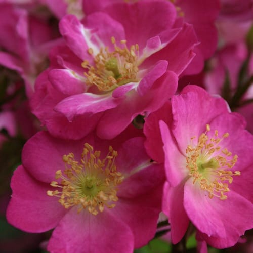 KORDES ROSEN Zwergrose, Rosa »Lupo®«, Blüten: rosa/purpurfarben - lila