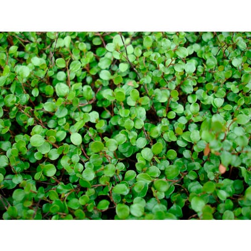 HELIX PFLANZEN Mühlenbeckie, Muehlenbeckia axillaris, Blattfarbe: grün - gruen
