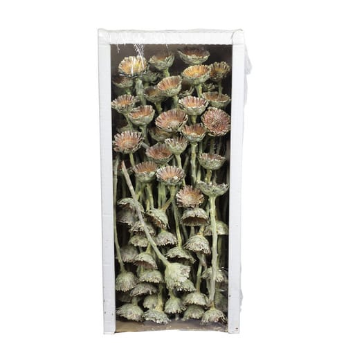 Flowerbox Trockenblumen - blau