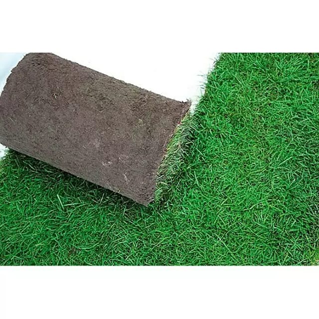 Premium-Rollrasen je m² Bestellmenge 30-39 m²