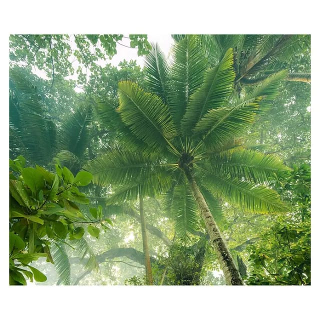 Komar Fototapete Climber Canopy 300 cm x 250 cm