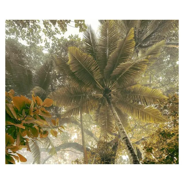 Komar Fototapete Palms Panorama 300 cm x 250 cm