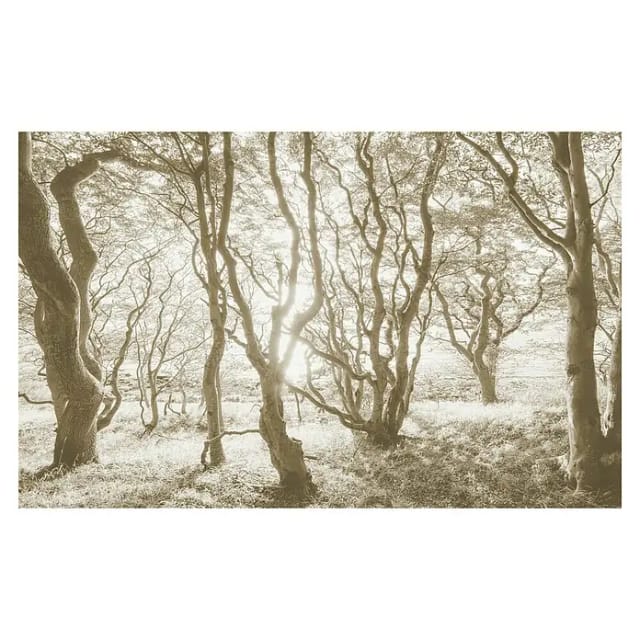 Komar Fototapete Bleached Birch 400 cm x 250 cm