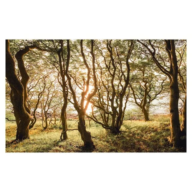 Komar Fototapete Bold Birch 400 cm x 250 cm