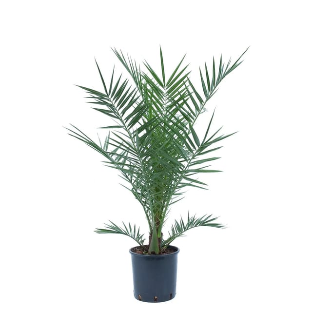GROW by OBI Kanarische Dattelpalme ca. 80/100 cm Topf ca.7, Phoenix canariensis