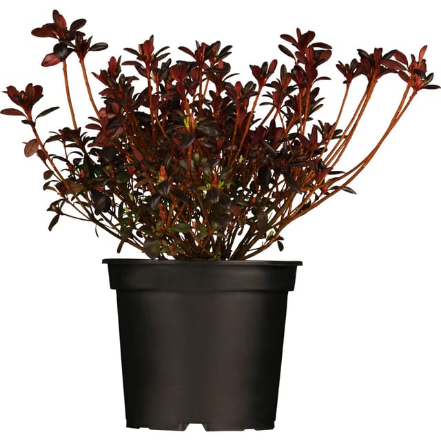 Japanische Azalee Maruschka Rot Höhe ca. 20 - 25 cm Topf-Ø ca. 17 cm