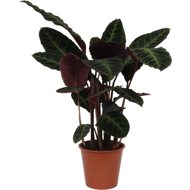 GROW by OBI Korbmarante Warcewiczii Höhe ca. 75 - 85 cm Topf-Ø ca. 19 cm