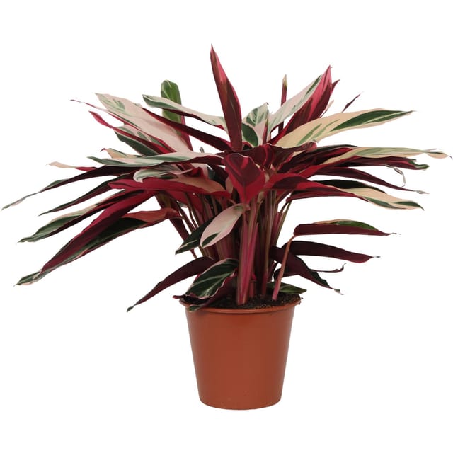 GROW by OBI Korbmarante Triostar Höhe ca. 70 - 85 cm Topf-Ø ca. 19 cm